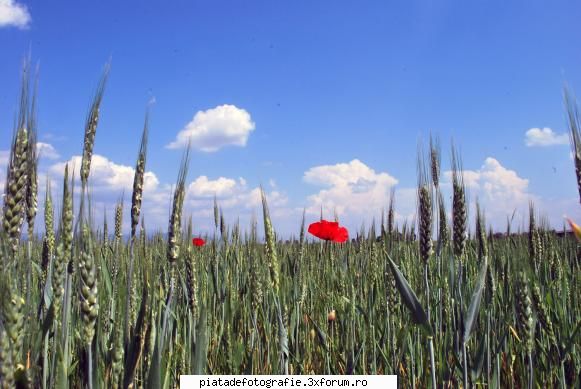 de sezon - pleata - Foto-comment