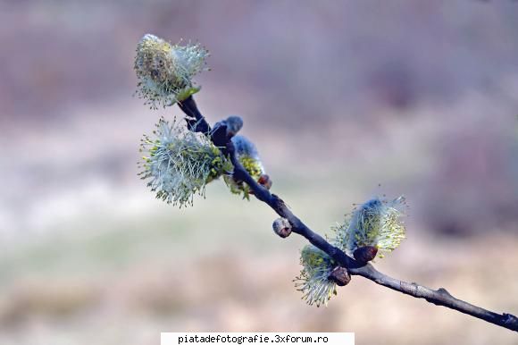 din natura - Adaug si eu la sectiunea aceasta o fotografie din - Foto-comment