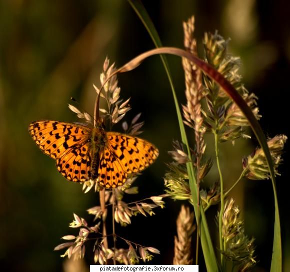 din natura-serie - 5 minute sa-mi revin - Foto-comment
