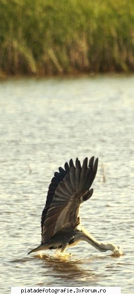 din natura-serie - punct ochit punct lovit - Foto-comment