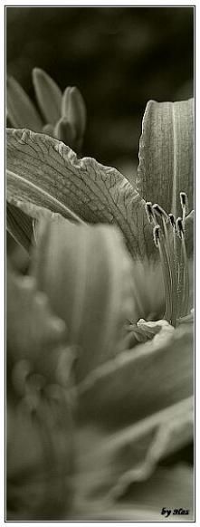 distant - o foto care a primit multe critici .... incadrare - Foto-comment