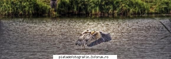 pasare din nou experiment