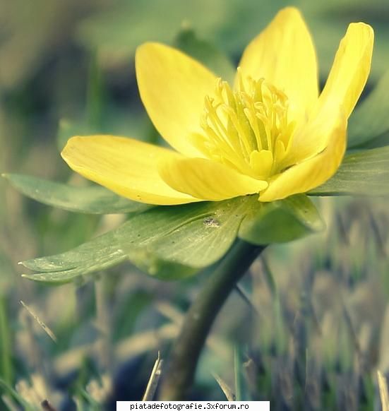floare - inceput de primavara - Foto-comment