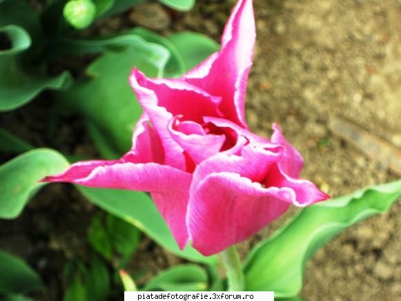 flori - st3f - Foto-comment