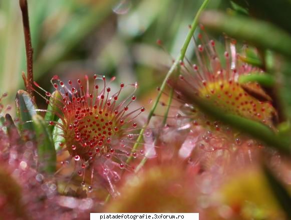 flori - plante carnivore - Foto-comment