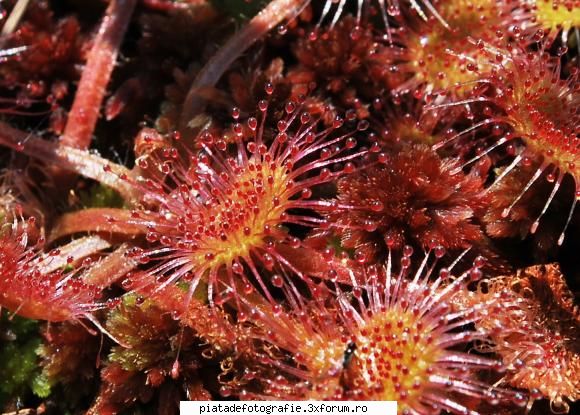 flori - plante carnivore 2 - Foto-comment