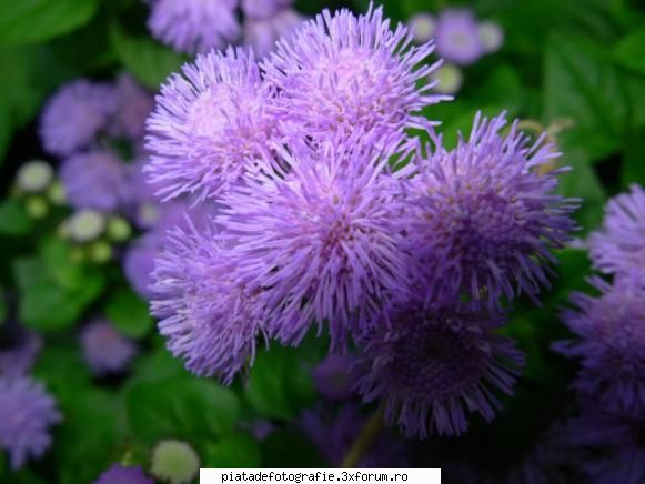 flower 1 - andre - Foto-comment