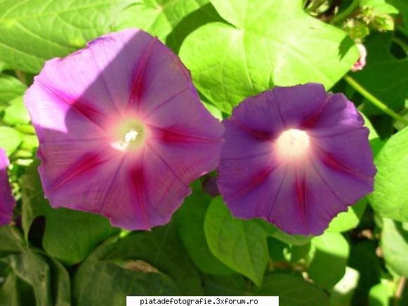 flowers - andre - Foto-comment