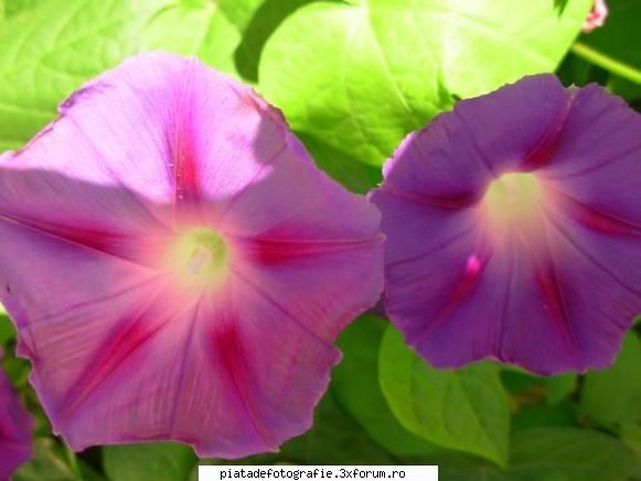 flowers - andre - Foto-comment