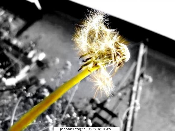 freedom - geanina - Foto-comment