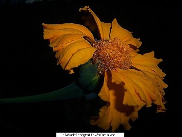 freedom - geanina - Foto-comment