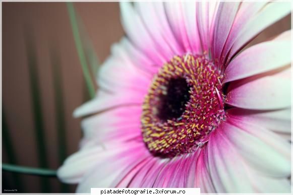 gerbera - calinutz78 - Foto-comment
