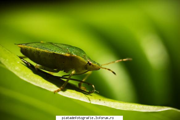 green - bogdan_g - Foto-comment