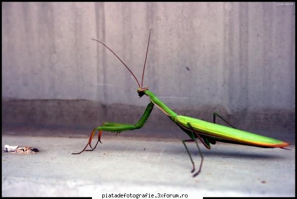 insecta - calinutz78 - Foto-comment