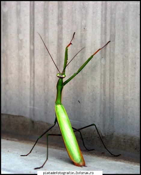 insecta - calinutz78 - Foto-comment