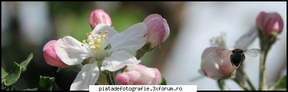 landing - has - Foto-comment