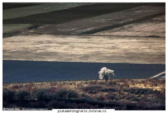 locuri natale - Un copac singur undeva pe dealurile de langa - Foto-comment
