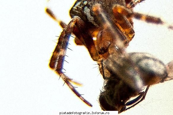 macro - Nica Paul - Foto-comment