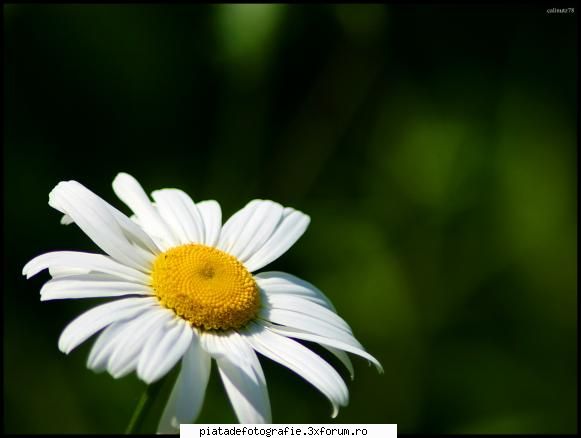 macro - calinutz78 - Foto-comment