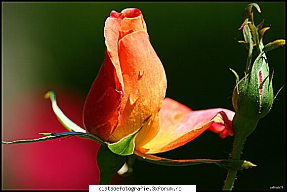 macro - calinutz78 - Foto-comment