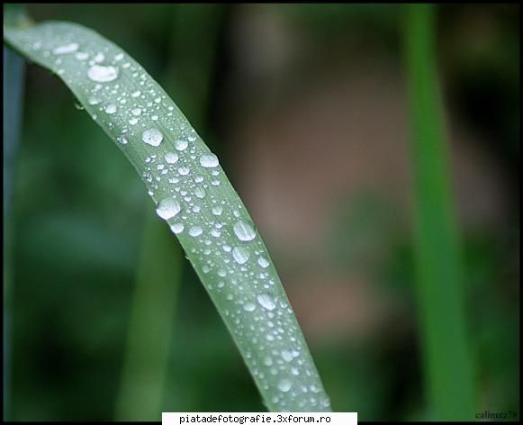 macro - calinutz78 - Foto-comment