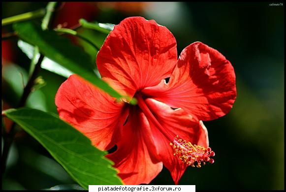 macro - calinutz78 - Foto-comment