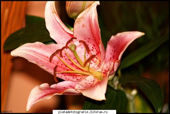 macro - calinutz78 - Foto-comment