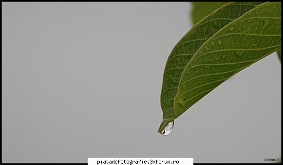 macro - calinutz78 - Foto-comment