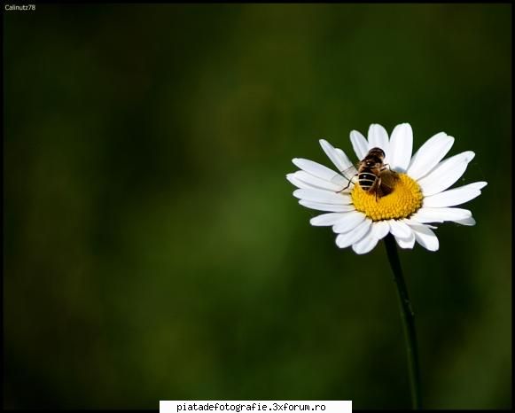 macro - calinutz78 - Foto-comment