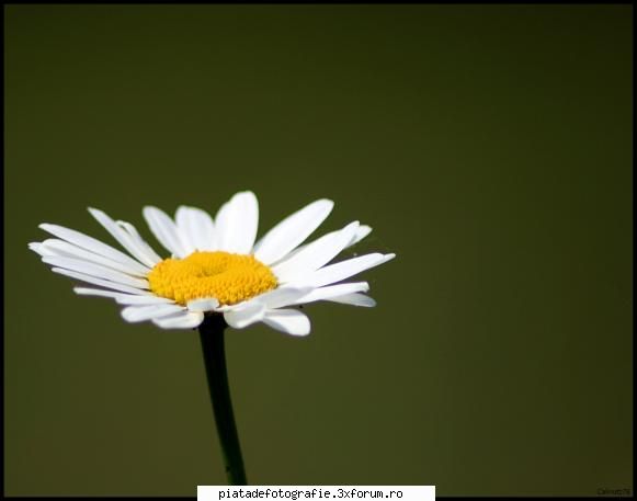 macro - calinutz78 - Foto-comment