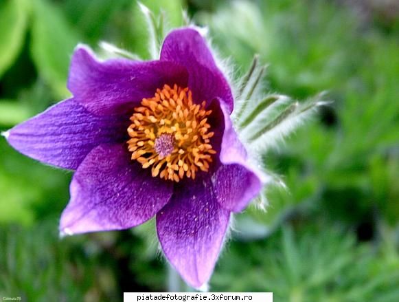 macro - calinutz78 - Foto-comment