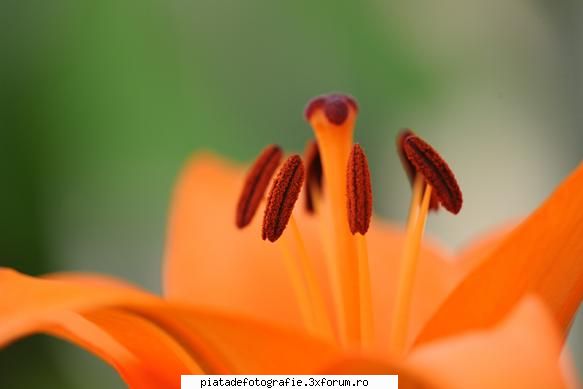 macro - Nu am mai postat de mult - Foto-comment