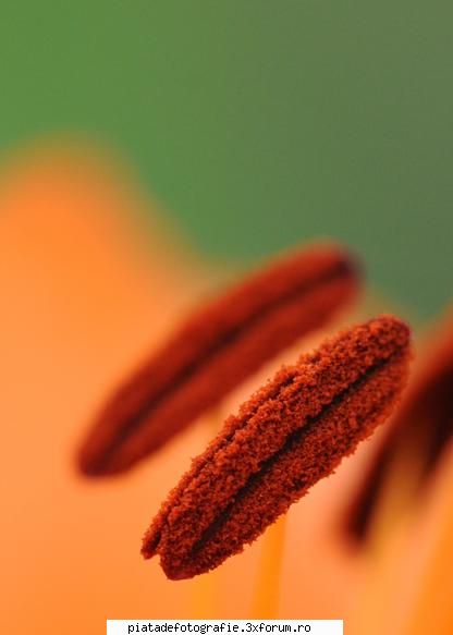 macro - bogdan_g - Foto-comment