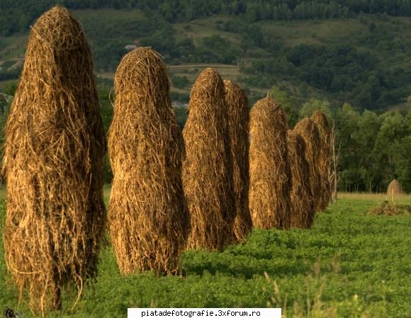maramures plai cu flori - imagini din Maramu - Foto-comment