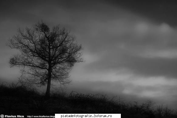 monocromatice - ilica_flavius - Foto-comment