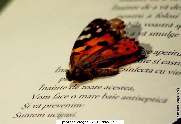 papillon - sunt nou pe'aici... deci fiti duri:P - Foto-comment