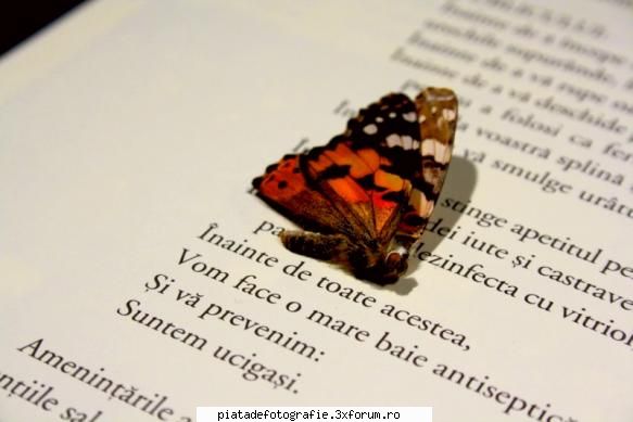 papillon - Am revenit cu corectarile de rigoare - Foto-comment
