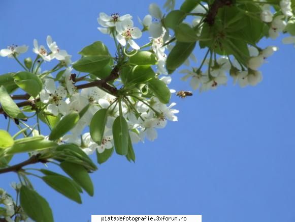 primavara - albinuta la cules nectar - Foto-comment