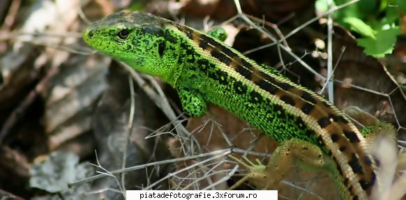 verde reptila