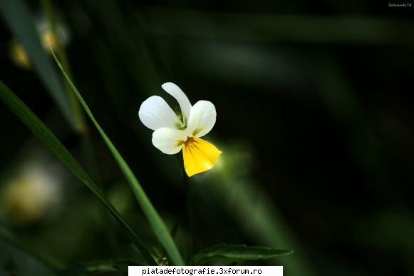 simplitate - simpla dar speciala - Foto-comment