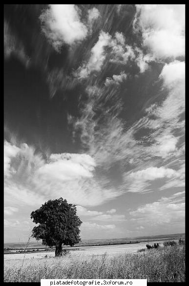 solitar - has - Foto +
