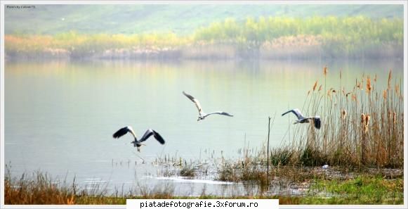 starci cenusii - calinutz78 - Foto-comment