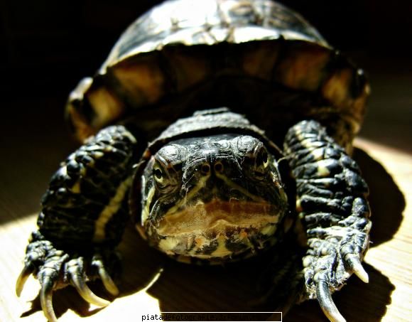 story - "now....let`s see" - Foto-comment