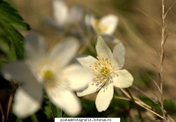 floricele trei