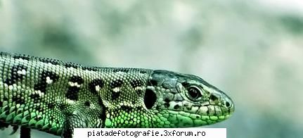 wildlife - Ceva de genu` :D Sper ca nu te`ai suparat ca am - Foto-comment