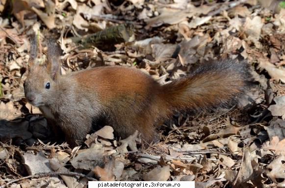wildlife park - A doua veverita mai indrasneata - Foto-comment